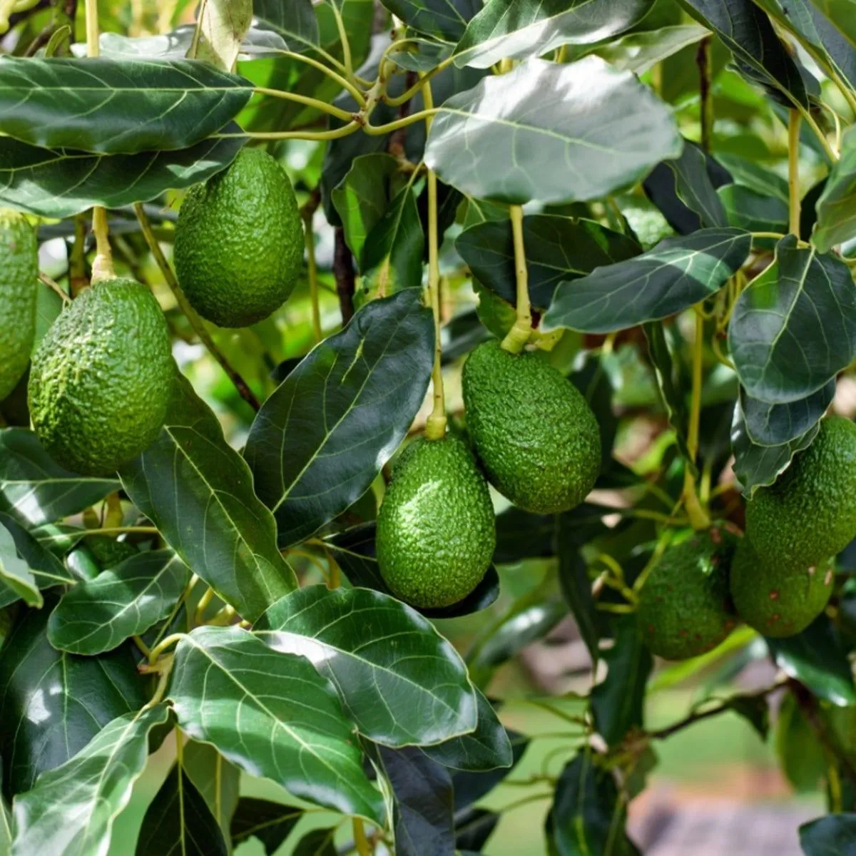 Hass Avocado