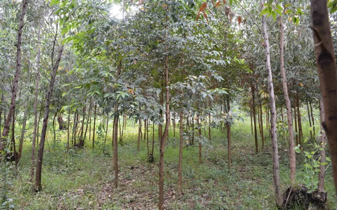 Clonal Eucalyptus Rwanda
