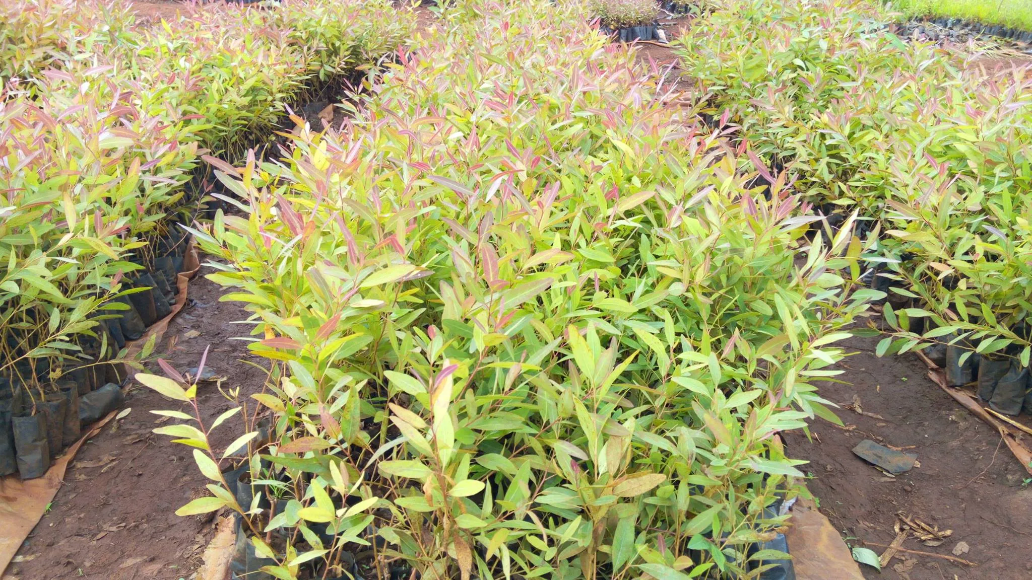 Clonal Eucalyptus