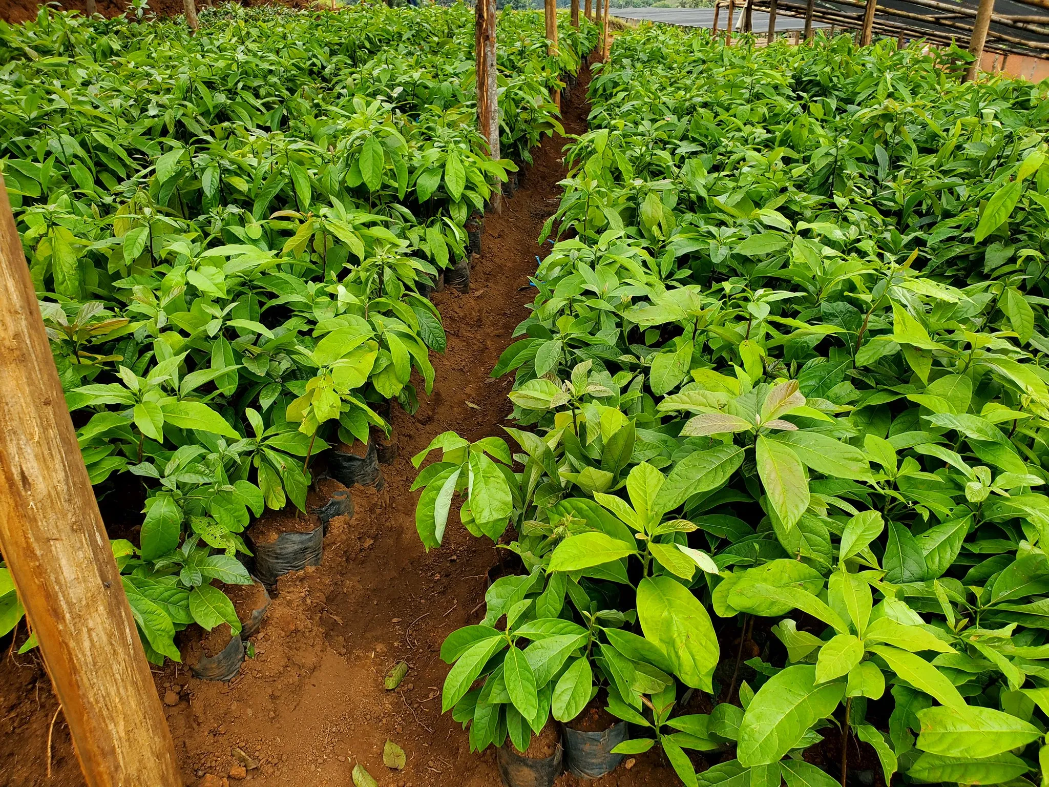 Tree Seedlings