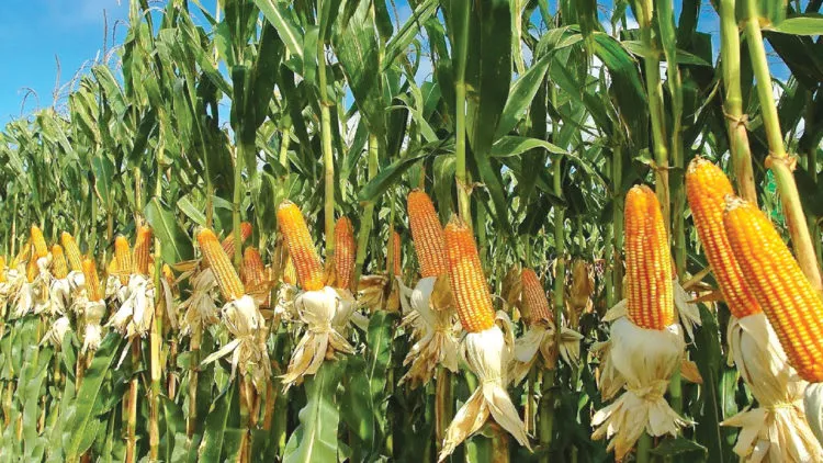 Maize farming Rwanda