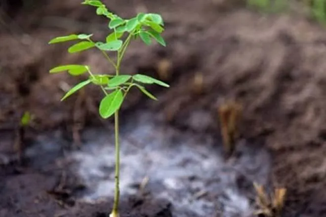 Plant One Tree