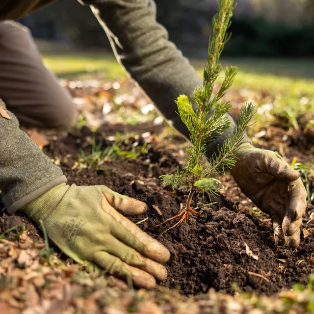 Planting Your Tree