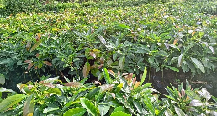 Grafted Hass Avocado