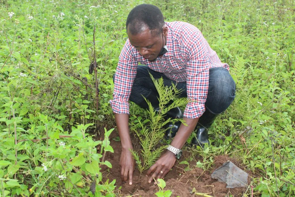 Indigenous Trees