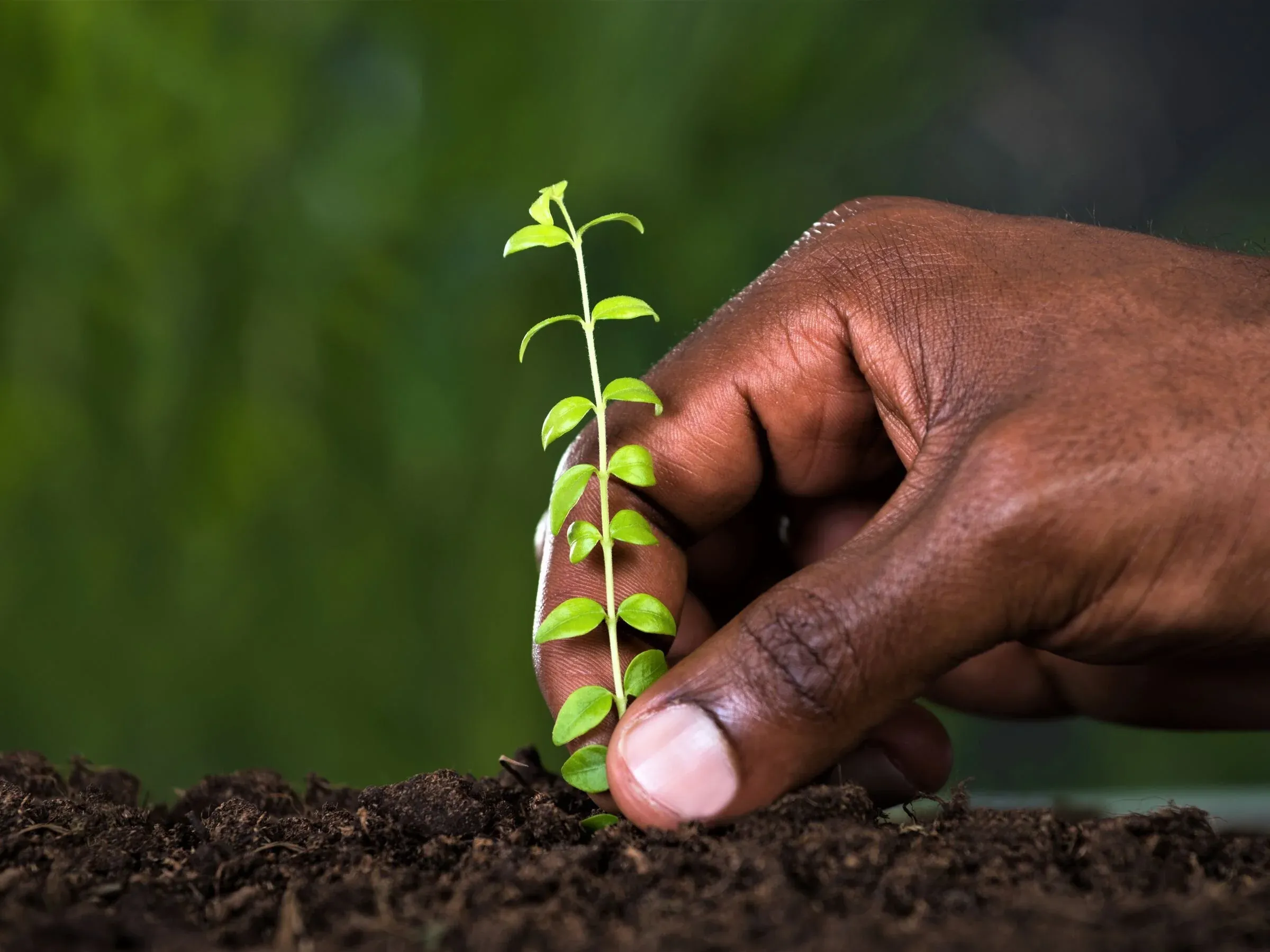 Tree Planting