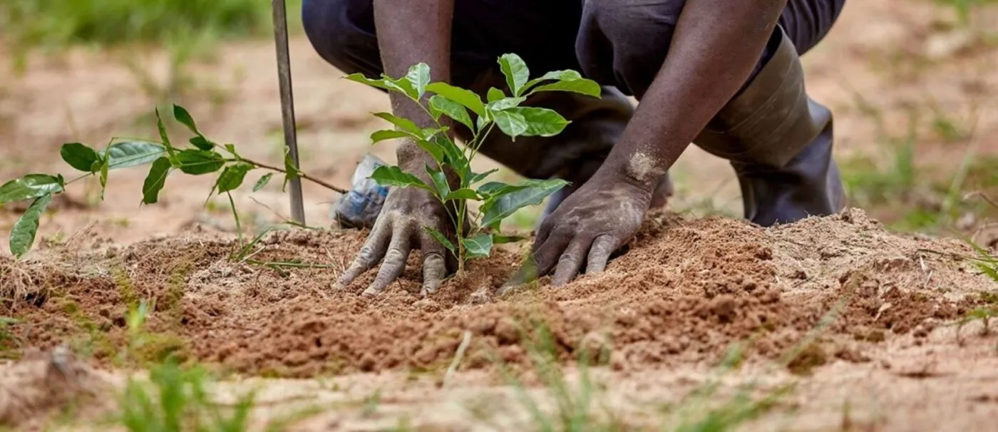 Tree Plantation